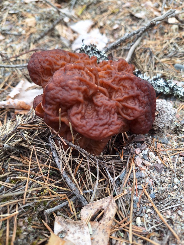korvasieni1.jpeg